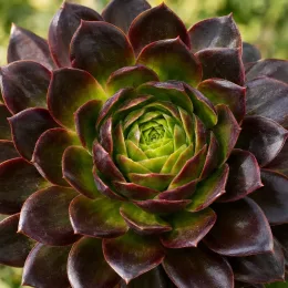 Succulente 'Surreal vortex' (Semponium) — rosette charnue bicolore en gros plan · Photo d'illustration