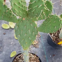 Oponce à aiguilles de feu (Opuntia phaecantha) — cactus à cladodes épineuses en pot de culture · Pot 2.5L