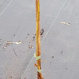 Févier d'amérique sans épines 'Spectrum' (Gleditsia triacanthos) — jeune arbre en pot sur sol de pépinière · Pot 2.5L Baliveau
