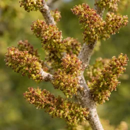 Pistachier vrai 'C-special' (Pistacia vera) — gros plan sur inflorescences denses sur rameau · Photo d'illustration