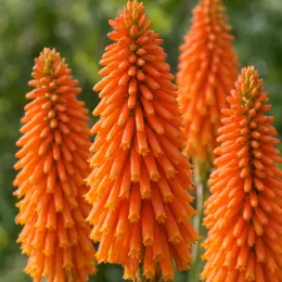 Kniphofia 'Orange® tnknipo' — épis floraux orange dressés sur fond vert flou