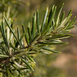 Grevillea (Grevillea rosmarinifolia) — rameau ligneux portant un feuillage fin et dense