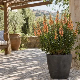 Digitale de madère 'Isob007' (Isoplexis canariensis) — plante en pot sur terrasse ensoleillée · Photo d'illustration