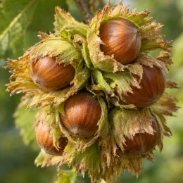 Noisetier 'Land tidlig zeller' (Corylus) — groupe de noisettes mûres avec bractées vertes · Photo d'illustration