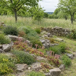 Joubarbe à rosette rose 'Tesoro' (Sempervivum) — massif de rocaille fleuri devant vieux muret de pierres · Photo d'illustration