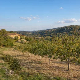 Pistachier vrai 'C-special' (Pistacia vera) — rangées de jeunes arbres fruitiers sur colline · Photo d'illustration
