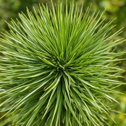 Dasylire 'Dr arroyo' (Dasylirion quadrangulatum) — gros plan sur rosette dense de feuilles fines · Photo d'illustration