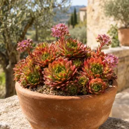 Joubarbe 'Coral red' (Sempervivum) — succulente aux rosettes rougeâtres fleuries dans un pot