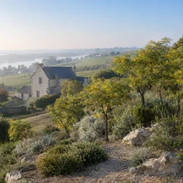 Mimosa du chili (Acacia) — jeunes arbres décoratifs sur talus pierreux en campagne