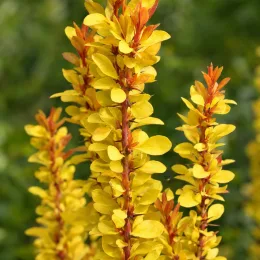 Épine-vinette de thunberg 'Torchd'or' (Berberis thunbergii) — rameaux dressés au feuillage jaune vif et orangé · Photo d'illustration