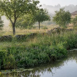Menthe des cerfs (Mentha cervina) — bord de bassin naturel avec prairie humide · Photo d'illustration