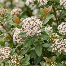 Viorne tin 'Rock'n rolla' (Viburnum tinus) — bouquets de petits boutons floraux pâles et feuillage