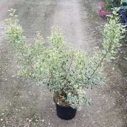 Alaterne panaché 'Argenteovariegata' (Rhamnus alaternus) — arbuste panaché en pot sur allée gravillonnée · Pot 3L Touffe