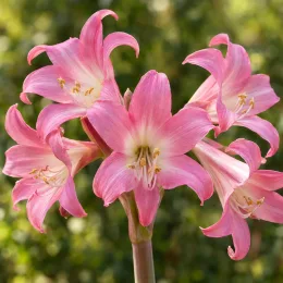 Lys belladonne (Amaryllis belladonna) — grappes de grandes fleurs roses en trompette · Photo d'illustration