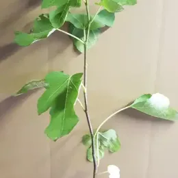 Figuier 'Terza' (Ficus carica) — jeune arbuste feuillu en pot de culture · Pot 1.5L