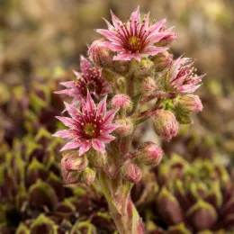 Joubarbe à rosette bordeaux 'Cranberry cocktail' (Sempervivum) — grappes de petites fleurs étoilées roses duveteuses · Photo d'illustration