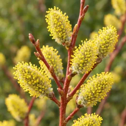 Saule à oreillettes (Salix aurita) — chatons cylindriques jaunes sur rameaux rougeâtres · Photo d'illustration