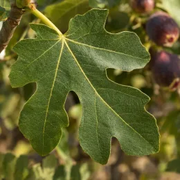 Figuier 'Bomholm's diamant' (Ficus carica) — gros plan sur une grande feuille lobée · Photo d'illustration
