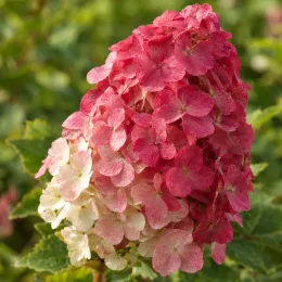 Hydrangea à feuilles de chêne 'Ruby slippers' (Hydrangea quercifolia) — gros plan d’une grappe de fleurs roses · Photo d'illustration