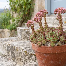 Joubarbe à rosette vert menthe à bords rouges 'Mint marvel' (Sempervivum) — succulente en fleurs roses dans pot en terre · Photo d'illustration