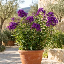 Phlox (Phlox atropurpurea) — plante à fleurs violettes en pot sur terrasse