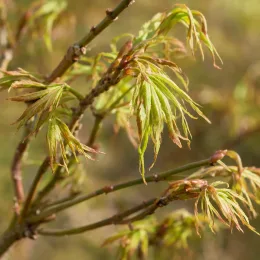 Erable du japon 'Koto-no-ito' (Acer palmatum) — jeunes feuilles fines et découpées sur rameaux · Photo d'illustration