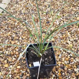 Yucca (Yucca periculosa) — jeune plant dressé en pot noir sur graviers · Pot 3L Touffe