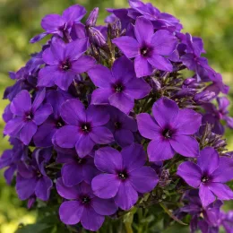 Phlox (Phlox atropurpurea) — grappe dense de petites fleurs violettes