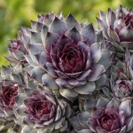 Succulente 'Chick charms grape galaxy' (Sempervivum) — rosettes serrées aux feuilles épaisses violacées · Photo d'illustration