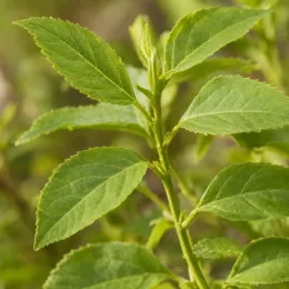 Arbre aux bonbons 'Snowstar' (Callicarpa bodinieri) — gros plan sur tige avec feuilles vertes dentées