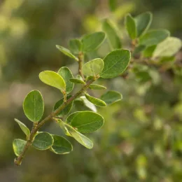 Symphorine de doorenbos à fruits roses 'Magic berry' (Symphoricarpos × doorenbosii) — rameau portant de petites feuilles ovales vertes · Photo d'illustration