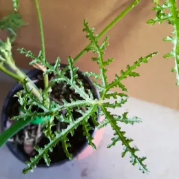 Géranium à feuille de fougér 'Filicifolium' (Pelargonium denticulatum) — gros plan sur feuillage très découpé en pot