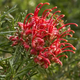 Grevillea (Grevillea rosmarinifolia) — gros plan d’inflorescence rouge avec feuillage fin