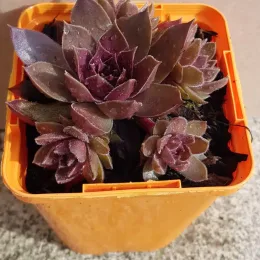 Joubarbe à rosette couleur chocolat 'Chocolate kiss' (Sempervivum) — rosettes de succulente pourpre dans pot orange · Godet
