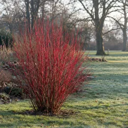 Cornouiller blanc 'Sibirica' (Cornus alba) — arbuste aux nombreux rameaux rouges dressés · Photo d'illustration