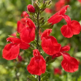 Sauge arbustive rouge 'Cherry red' (Salvia greggi) — gros plan de fleurs rouges tubulaires · Photo d'illustration