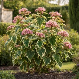 Clerodendron 'Pink diamond' (Clerodendron bungei) — arbuste buissonnant aux feuilles panachées et fleurs roses