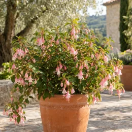Fushia 'Rose pale' (Fuchsia) — grand arbuste fleuri aux clochettes roses en pot