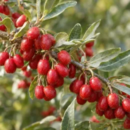 Chalef d'automne (Eleagnus umbellata) — grappe de petits fruits rouges sur rameau · Photo d'illustration