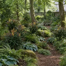 Mahonia brillant 'Cabaret' (Mahonia nitens) — massif d'arbustes fleuris le long d'un sous-bois · Photo d'illustration