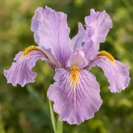 Iris de miles (Iris milesii) — grande fleur violette nervurée avec centre jaune · Photo d'illustration