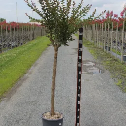 Lilas des indes 'Rose' (Lagerstroemia indica) — arbuste tige en pot sur allée de pépinière · Pot 15L Tige
