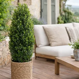 Houx crénelé 'O 'farrowsk6' (Ilex) — grand arbuste en pot osier sur terrasse · Photo d'illustration