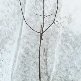 Pommier d'ornement (Malus communis) — jeune tige ligneuse sans feuilles sur fond clair · Pot 8L Baliveau