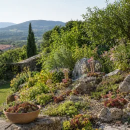 Joubarbe 'Blushing garnet' (Sempervivum) — massif de rocailles fleuries dans un jardin méditerranéen