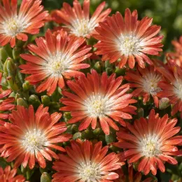 Pourpier vivace 'Red mountain' (Delosperma dyeri) — fleurs étoilées orange vif au coeur clair · Photo d'illustration