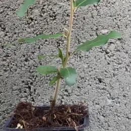 Goumi du japon à baies rouges (Eleagnus multiflora) — jeune plant feuillu en pot devant mur gris · Godet