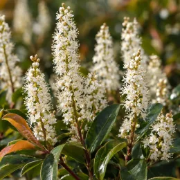 Laurier du portugal 'Tico' (Prunus lusitanica) — grappes de petites fleurs blanches et feuillage brillant