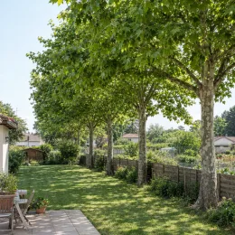 Platane à feuilles d'érable '(acerifolia)' (Platanus × hispanica) — alignement de grands arbres ombrageant un jardin · Photo d'illustration