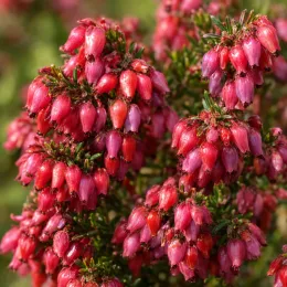 Bruyère 'Rouge' (Erica darleyensis) — grappes serrées de petites clochettes rouges · Photo d'illustration